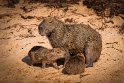 094 Noord Pantanal, capibara